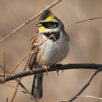 Yellow-throated Bunting